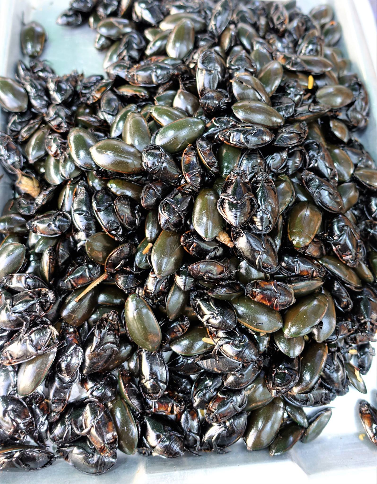 屋台ゲンゴロウの食べ方 – わが心はタイにあり Love Thailand